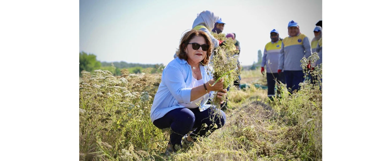 BAŞKAN GENÇAY, KEKİK HASADINA KATILDI