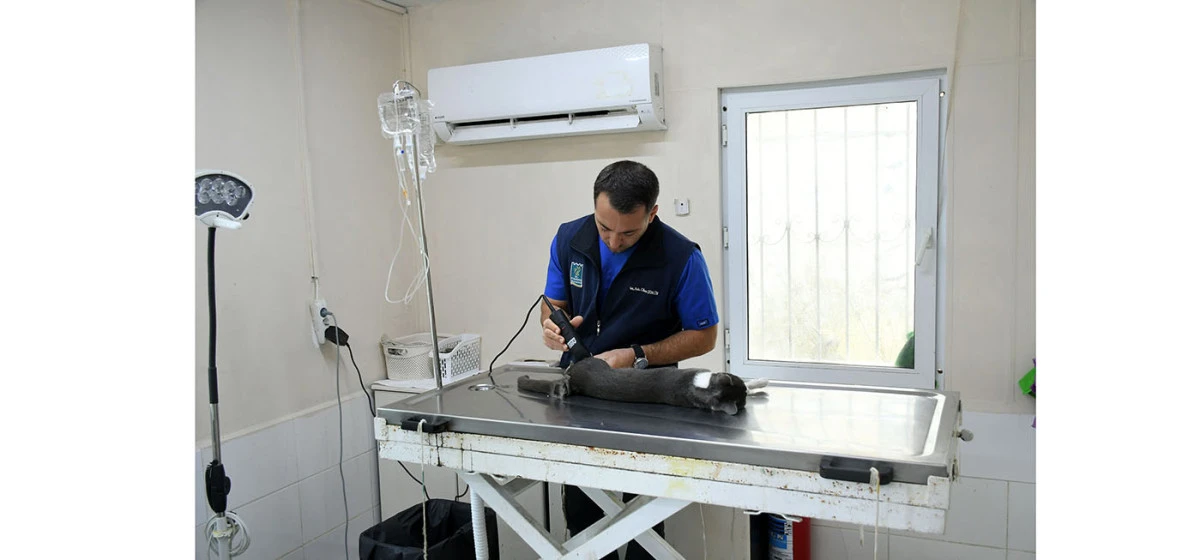 BAŞKAN ÖMER GÜNEL 5. KATTAN DÜŞEN KEDİYE YAŞAM UMUDU OLDU