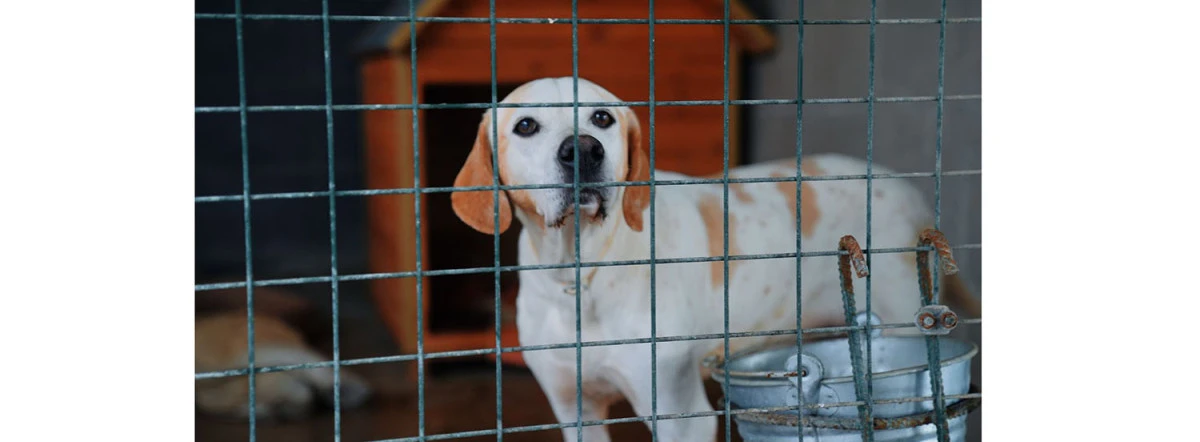 DİDİM BELEDİYESİ CAN DOSTLAR İ&Ccedil;İN MAMA &Uuml;RETİMİNDE KAPASİTEYİ ARTIRDI