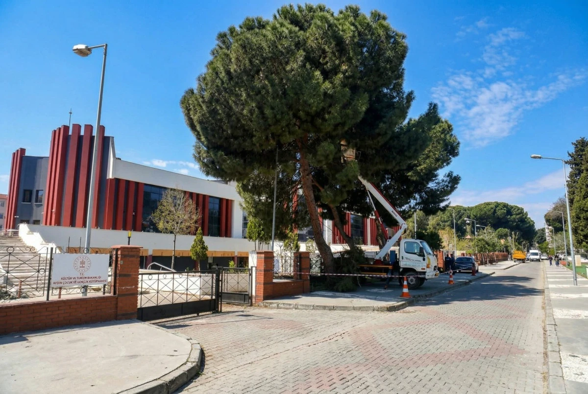 EFELER BELEDİYESİ&rsquo;NDEN Y&Uuml;KSEK &Ccedil;AM AĞA&Ccedil;LARINA BAKIM