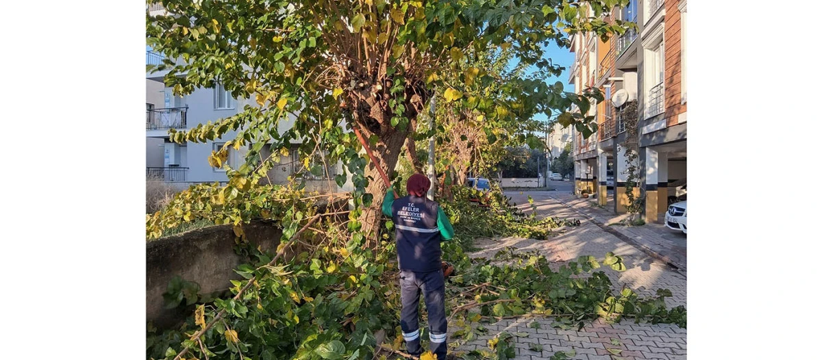 EFELER’İN YEŞİL ALANLARINDA BUDAMA VE BAKIM ÇALIŞMALARI DEVAM EDİYOR