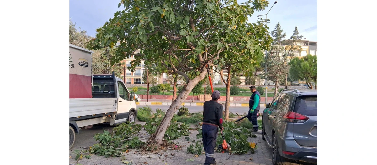 EFELER’İN YEŞİL EKİPLERİ BUDAMA ÇALIŞMALARINA DEVAM EDİYOR