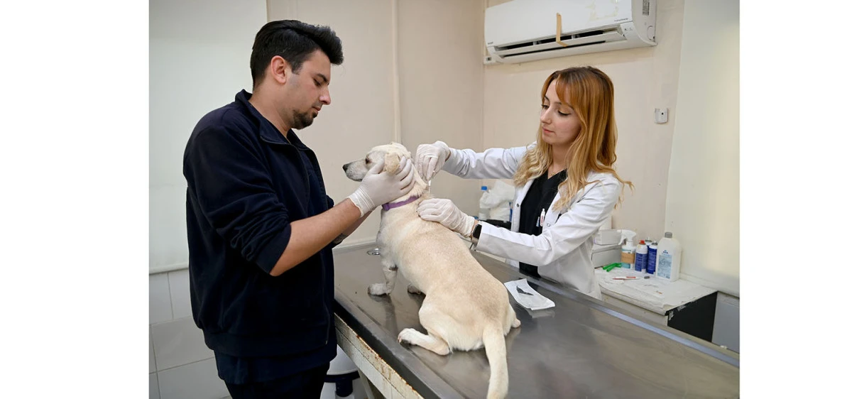 KUŞADASI BELEDİYESİ VETERİNER İŞLERİ MÜDÜRLÜĞÜ’NDEN ‘MİKROÇİP’ UYARISI