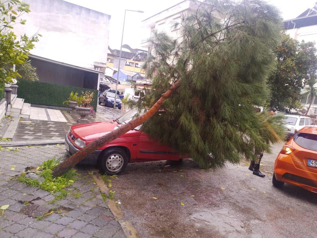 Nazilli Belediyesi&rsquo;nden devrilen ağa&ccedil;lara hızlı m&uuml;dahale
