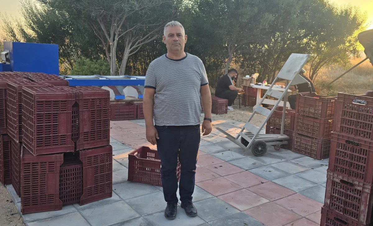 Zeytin &Uuml;retici &rdquo; Fiyatlar maliyetleri kurtarmıyor &rdquo;